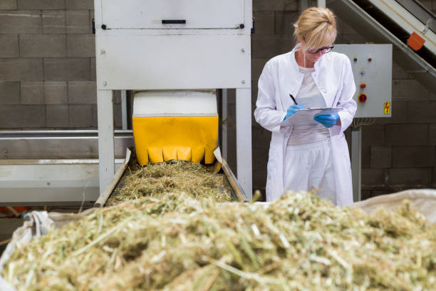 A worker taking notes in the weed factory.